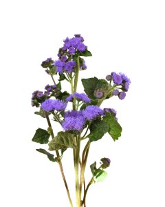 Ageratum
