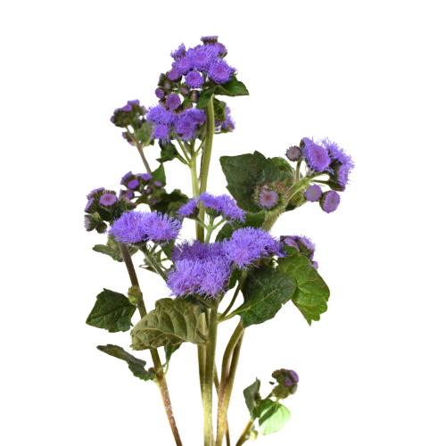 AGERATUM BLUE HORIZON