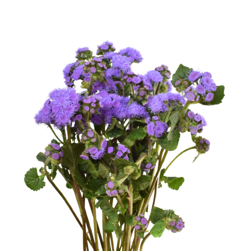 AGERATUM BLUE HORIZON