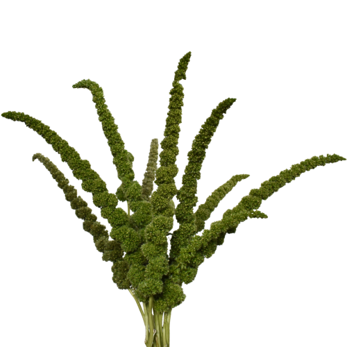 AMARANTHUS PYGMY THUMB