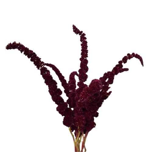 AMARANTHUS PYGMY TORCH