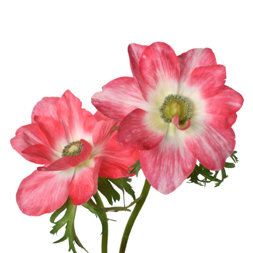 ANEMONE MISTRAL SALMONE