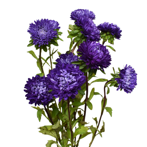 ASTER OPTIMO DEEP PURPLE