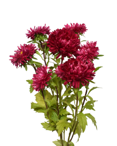 Aster