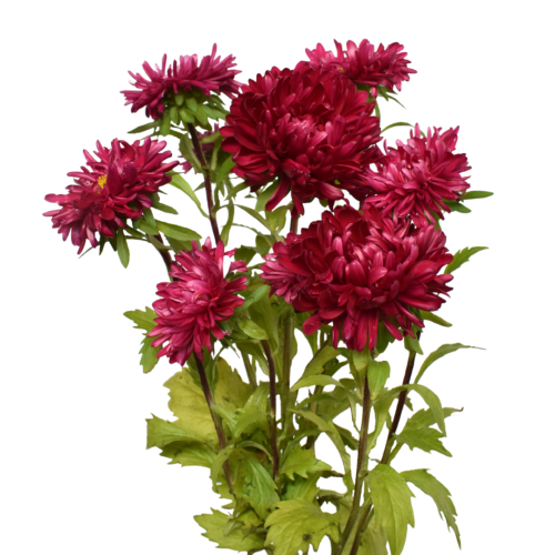 ASTER OPTIMO MAGENTA