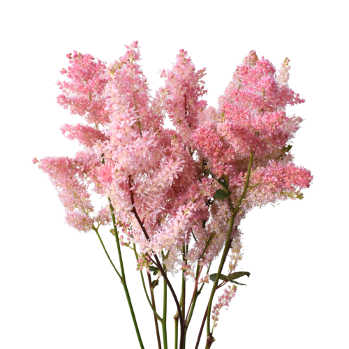 ASTILBE PINK