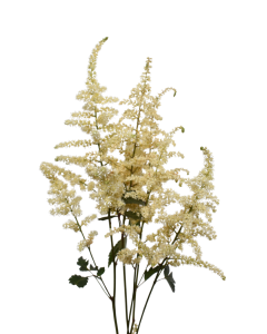 Astilbe