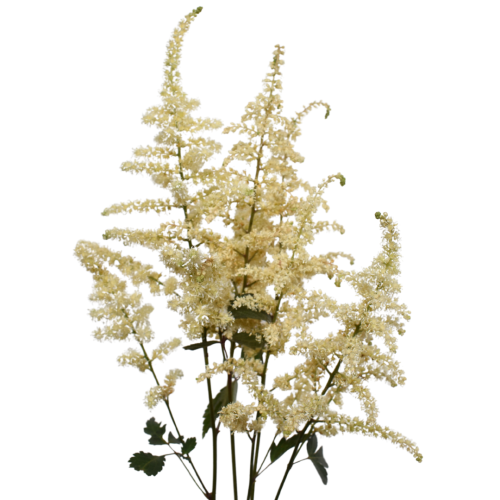 ASTILBE WHITE