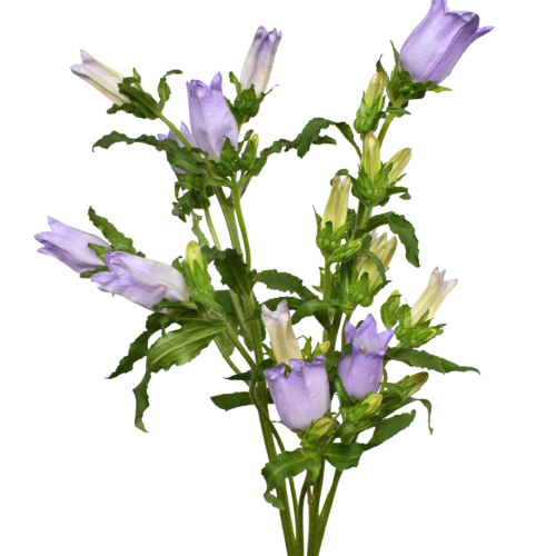 CAMPANULA LAVENDER