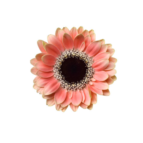 GERBERA PICCOLINI MOLARA