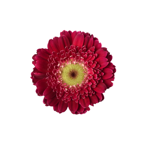 GERBERA PICCOLINI DITELLA