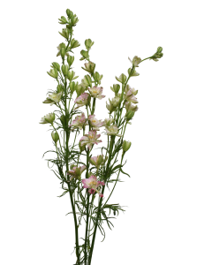 Larkspur