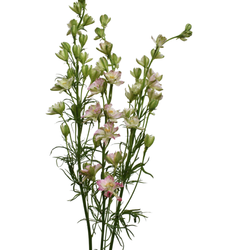 LARKSPUR KING SCARLET