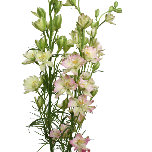 LARKSPUR KING SCARLET