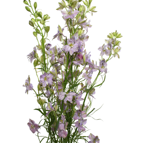 LARKSPUR MYSTIC LAVENDER