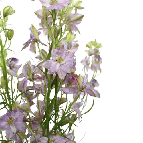 LARKSPUR MYSTIC LAVENDER