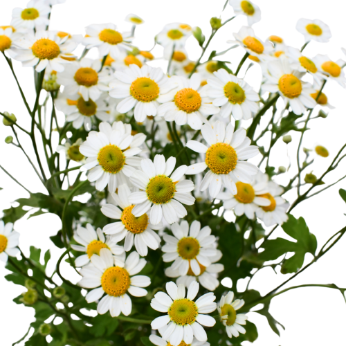 MATRICARIA RECUTITA