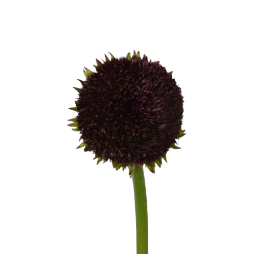 MINI GERBERA MARIMO DARK