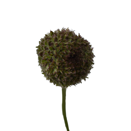 MINI GERBERA MARIMO GREEN