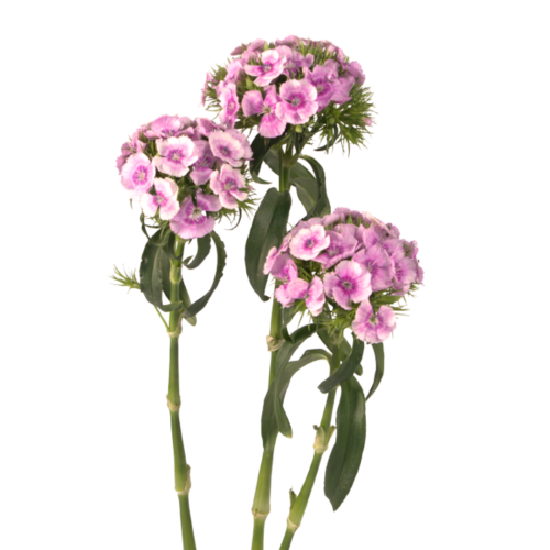 POETHUS LAVENDER