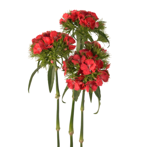 POETHUS RED
