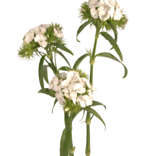 POETHUS WHITE
