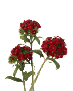 Poethus