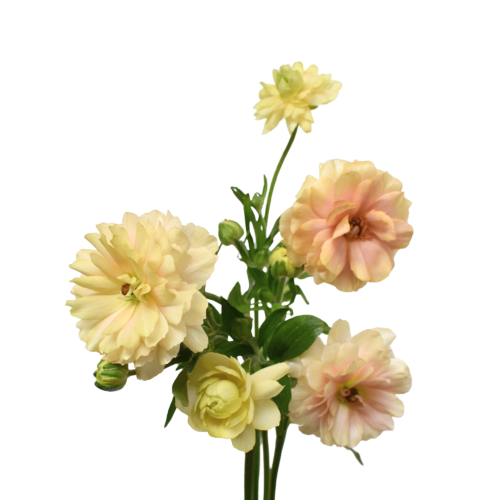 RANUNCULUS NATURA MODERNA AURORA