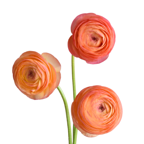 RANUNCULUS SUCCESS ARAGOSTA