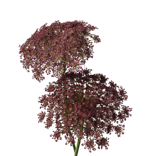 AMMI MAJUS RED