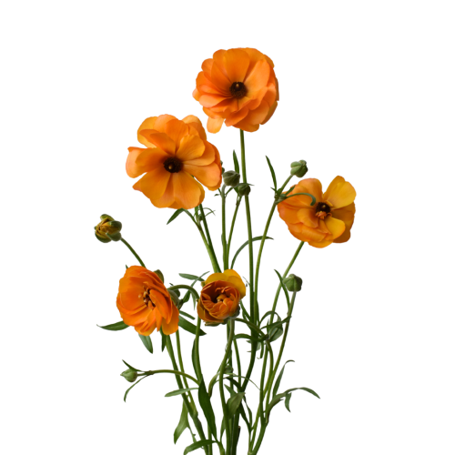 RANUNCULUS BUTTERFLY GALATEA