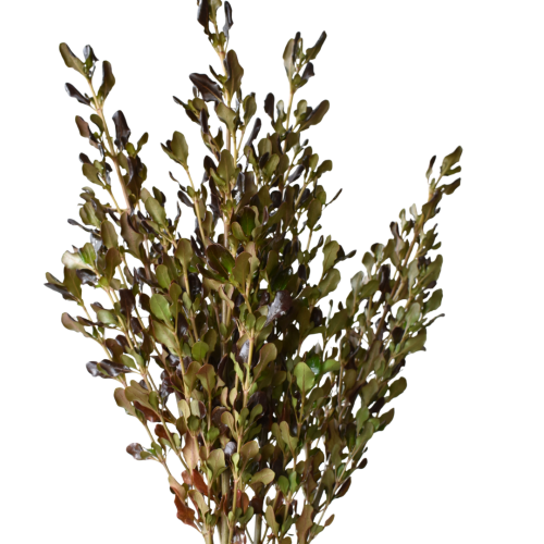 COPROSMA DARK CHOCOLATE
