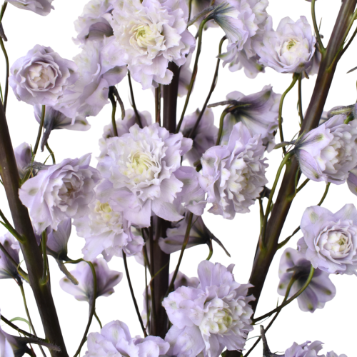 DELPHINIUM HIGHLANDER CHACHA