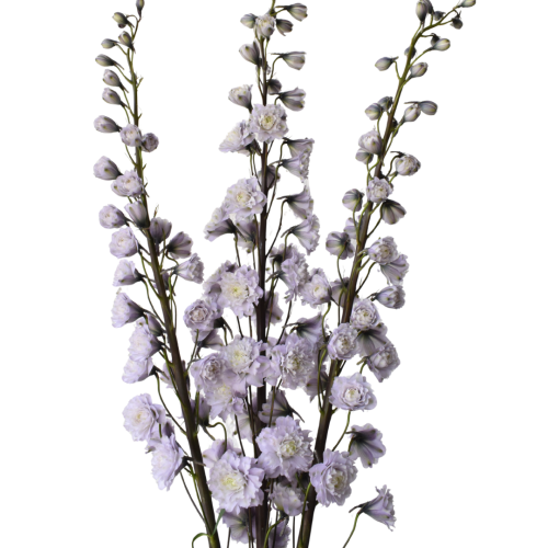 DELPHINIUM HIGHLANDER CHACHA