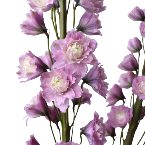 DELPHINIUM HIGHLANDER MYSTERY SENSATION