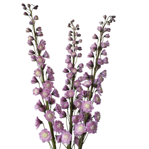 DELPHINIUM HIGHLANDER MYSTERY SENSATION