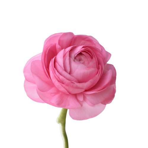 ELEGANCE PINK