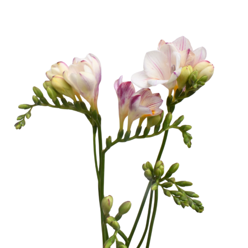 FREESIA STRAWBERRY SWIRL