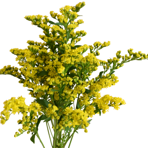 GOLDEN SOLIDAGO