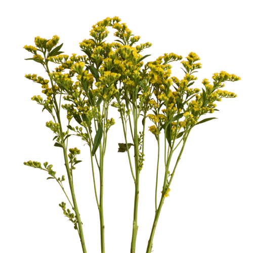 GOLDEN SOLIDAGO