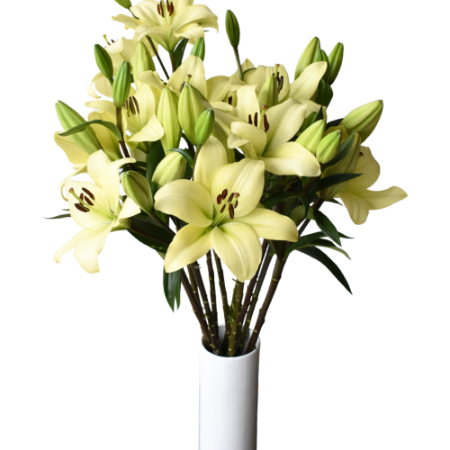 LILIES WHITE