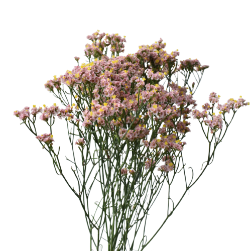 LIMONIUM NECTARINE