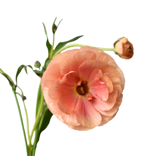NATURA MODERNA EPOQUE