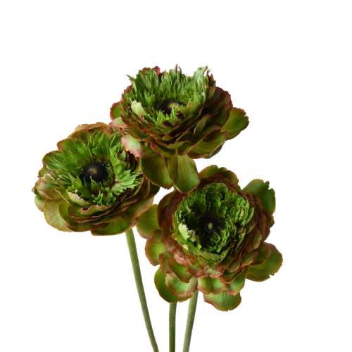 RANUNCULUS SUCCESS ALL GREEN