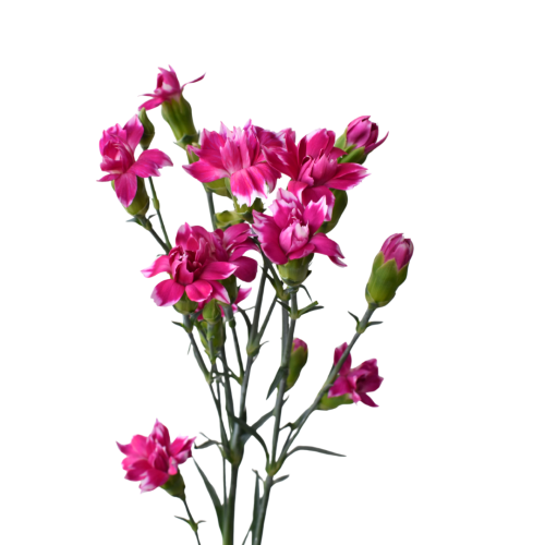 SOLOMIO STAR FRUITY TESSINO