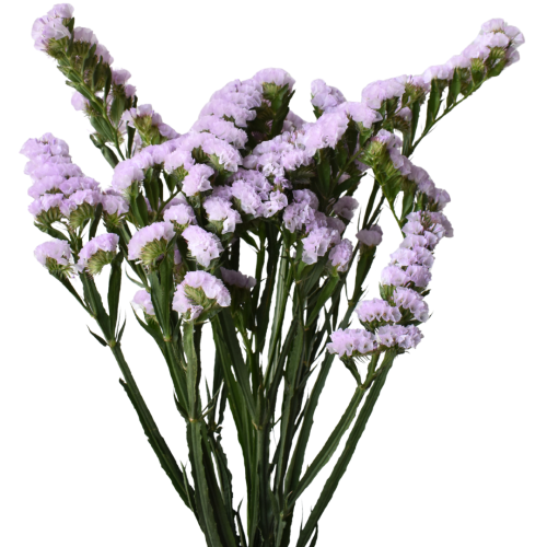 STATICE SINZII LAVENDER
