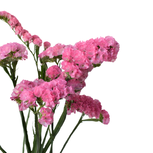 STATICE SINZII PINK