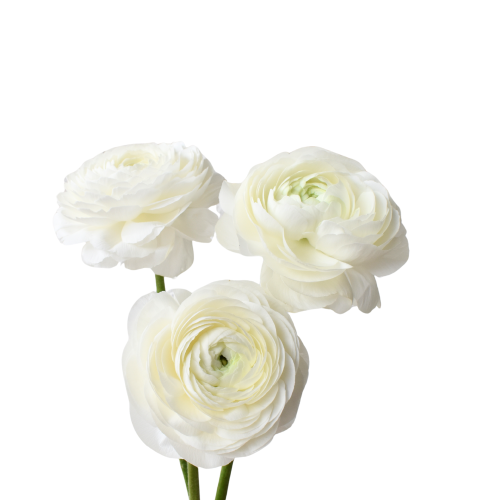 SUCCESS WHITE