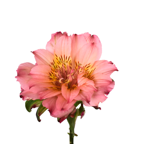 Astromelia