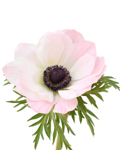 Anemones
